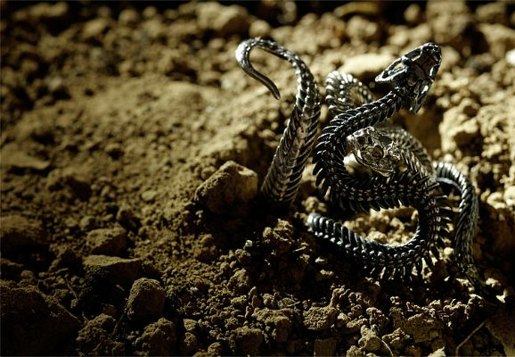 《噬身之蛇金工崛起与陨落：揭秘传奇背后的故事》