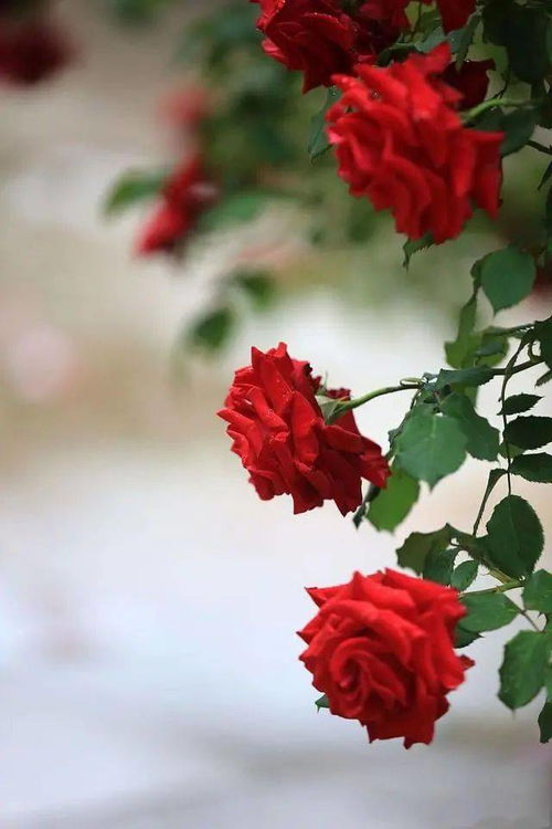 《四海兄弟3》评测仅8分？揭秘高分背后的真相！