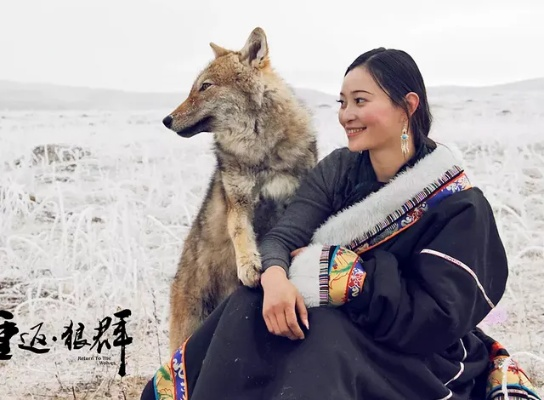 《羊蹄山》女主与狼伴深情互动：独家揭秘心肝宝贝情缘