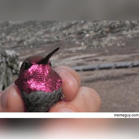 《空洞骑士：丝之歌》Steam好评如潮，在线峰值突破53万，体验独特游戏魅力