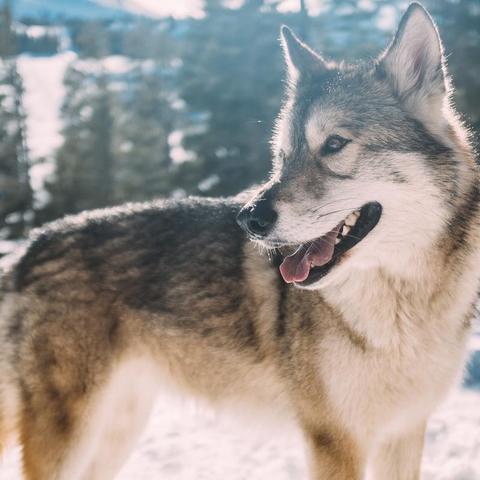 《饿狼传说》群狼之城：高效防凹技巧，轻松回避攻击攻略揭秘