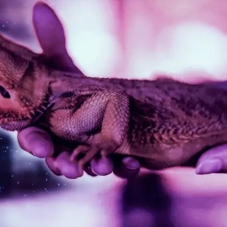 《阿凡达》手游新篇揭秘：沉浸式体验，探索未知星球魅力