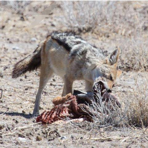 《胜利女神》7月新角色抽取攻略：饼干、豺狼与毒蛇实力解析及推荐
