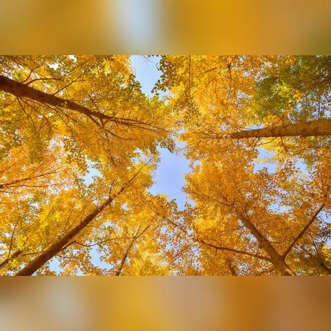 《刺客信条影》藏蝶人任务全攻略:纸蝶分布揭秘 《刺客信条影》藏蝶人任务全攻略:纸蝶分布揭秘