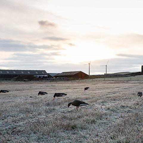 荒野农场素材大揭秘：猎人采集攻略全解析