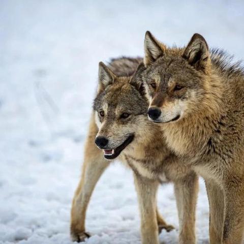 群狼之城探秘：SCS《饿狼传说》emoji猜猜猜新玩法