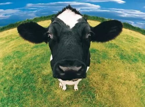 欢乐神器奶牛枪,变身奇术让敌变牛乐翻天 欢乐神器奶牛枪,变身奇术让敌变牛乐翻天