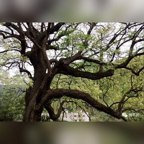 《如龙》人气角色榜揭晓，榜首悬念尽消，新晋之选闪耀登场