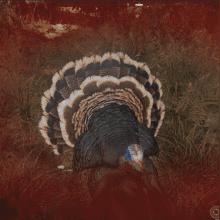 《孤岛惊魂5》火鸡太凶猛！育碧紧急发布新补丁削弱狂暴之力