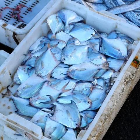 《贼海》实景预告:探秘深海宝藏,全新发行大揭秘 《贼海》实景预告:探秘深海宝藏,全新发行大揭秘