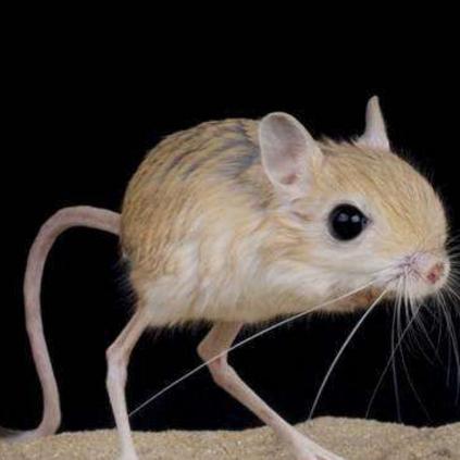 《精灵鼠传说》3月13日发售！独家新截图抢先看！