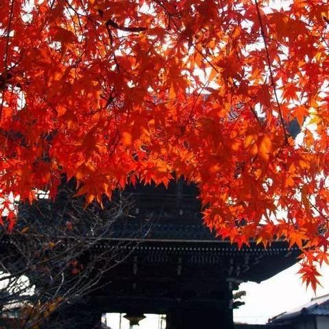 老猎人天堂升级,探索《怪物猎人:世界》9.7分新境界 老猎人天堂升级,探索《怪物猎人:世界》9.7分新境界