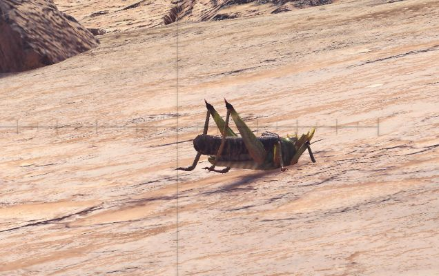 生态奇观尽收眼底,屎壳郎变身新亮点,探索《怪物猎人:世界》自然奥秘 生态奇观尽收眼底,屎壳郎变身新亮点,探索《怪物猎人:世界》自然奥秘