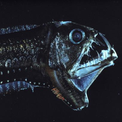 恐怖区域揭秘：惊悚新体验，猎怪世界再升级