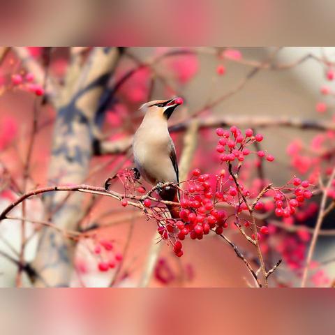 四季风光尽收眼底,春华秋实夏绿冬雪映新篇 四季风光尽收眼底,春华秋实夏绿冬雪映新篇