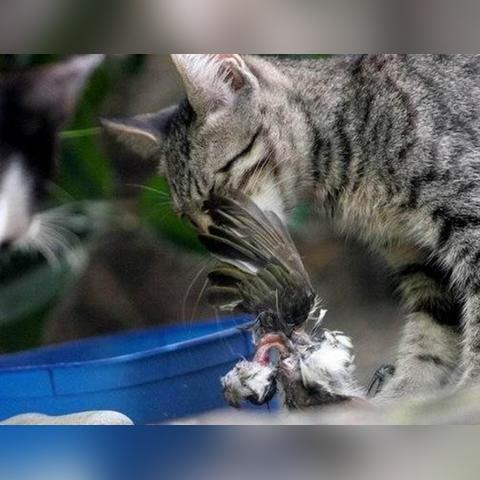 《杀手本能》Steam上线!PC与主机玩家同场竞技! 《杀手本能》Steam上线!PC与主机玩家同场竞技!