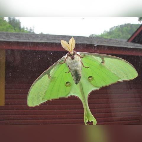 姬长尾水青蛾捕捉秘境揭晓，心动小镇新攻略！
