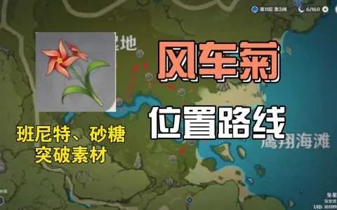 风车菊高效采集攻略，解锁神秘新价值