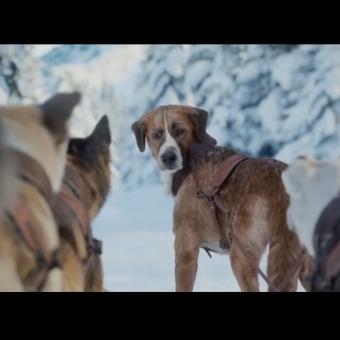 《猎人：野性呼唤》惊艳预告，探索未知秘境，视觉盛宴启程